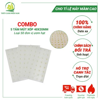 250 đv ươm hạt trồng rau thủy canh bằng mút xốp - 5 tấm mút xốp ươm hạt 50 đơn vị
