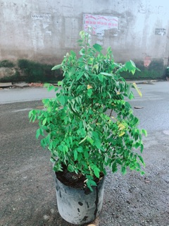 Khế Lá Cụp Cho Nhiều Quả Ngọt