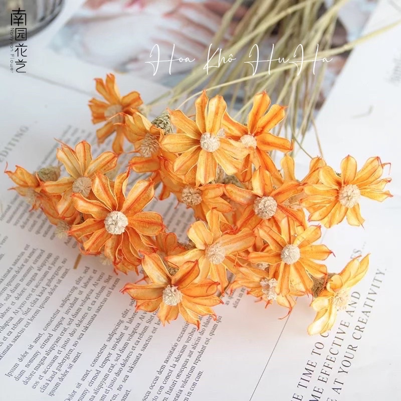 Hoa Khô Ngọc Lan Khô Trang Trí Decor