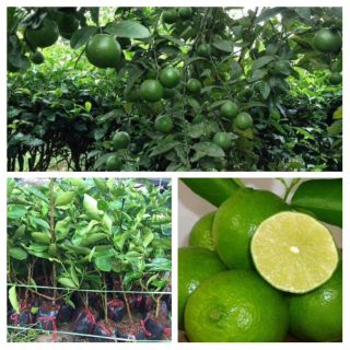 Cây chanh không hạt,chanh đào ,chanh tứ quý