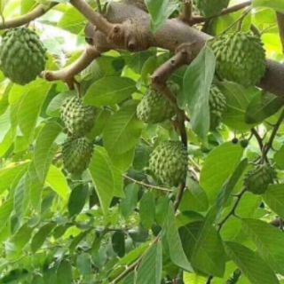 NA DỨA ĐÀI LOAN