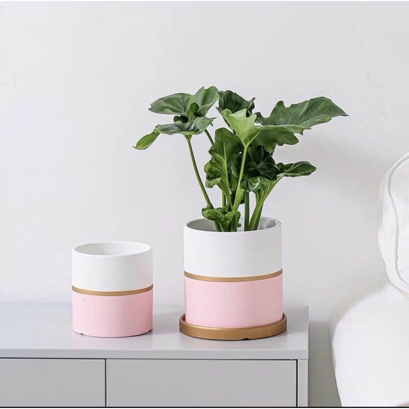 Chậu trụ xi măng ombre pastel