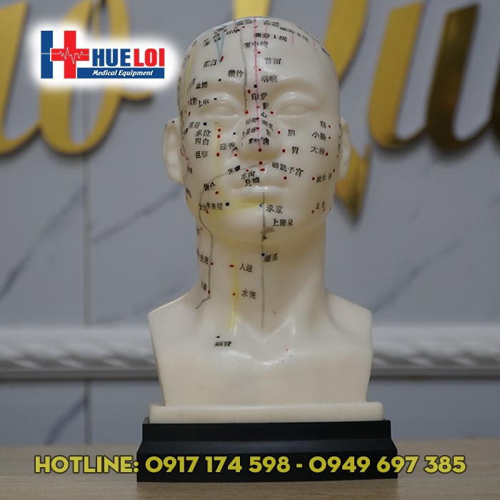 Mô hình huyệt vị đầu. Đầu châm