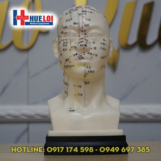 Mô hình huyệt vị đầu. Đầu châm