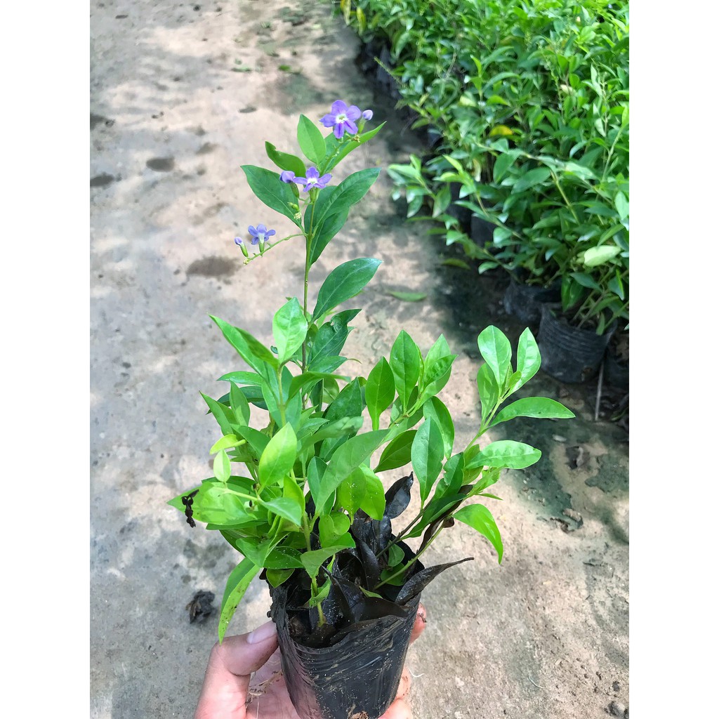 Cây chuỗi mgọc trồng bịch đen, chiều cao 10-15cm  cây nhiều ngọn sức sống khỏe thích hợp trang trí hàng rào
