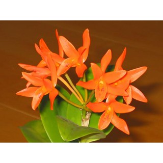 [Cây giống] Lan Cattleya cam A3 bông chùm - giống nhập Thái khoẻ đẹp