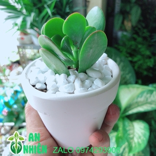 Chậu cây sen ngọc bích mini
