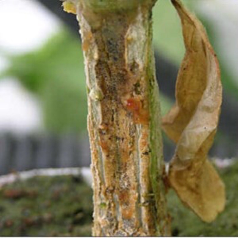 Chế phẩm xử lý nấm vi khuẩn Mai vàng ( aliette) đặc trị nứt thân xì mủ, chết cây thối rễ gói 30g