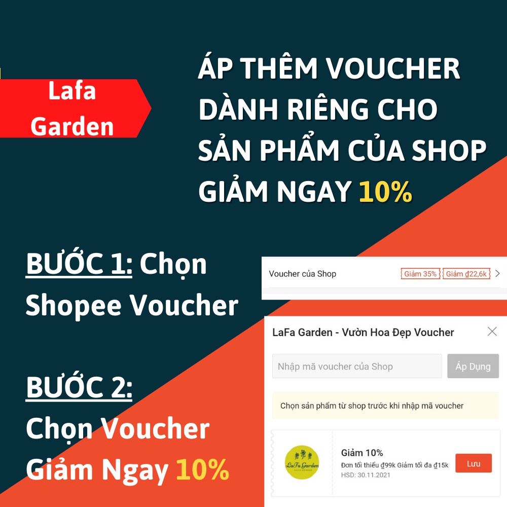 Hoa hồng leo LAFA GARDEN cao 45-60cm, cây có bầu đất khỏe, tặng kèm phân bón hữu cơ ECO ROOT, Combo phân bón hoa hồng