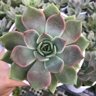 Sen đá ĐẾ VƯƠNG xám size trung