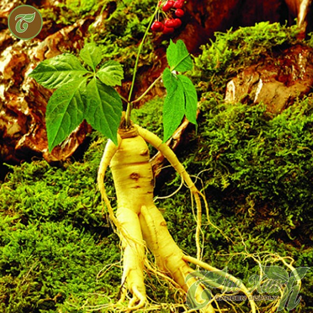 Hạt giống Nhân sâm -5 hạt