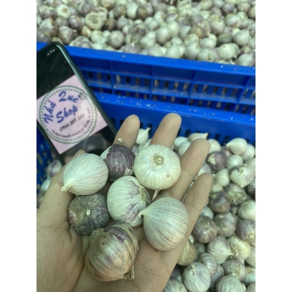 1kg Tỏi cô đơn Phan Rang làm tỏi đen size to (có bỏ sỉ) | BigBuy360 - bigbuy360.vn
