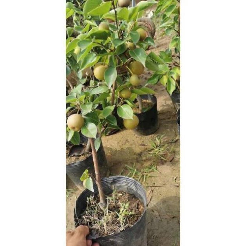 Cây lê vàng , cây đẹp, giống chuẩn