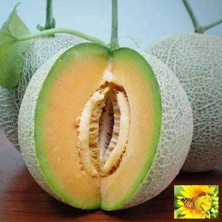 Hạt giống Dưa Lưới Tròn 10 Hạt
