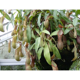 Hạt giống cây nắp ấm