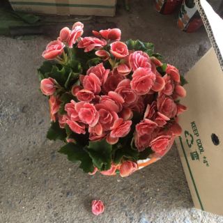 Chậu thu hải đường đà lạt