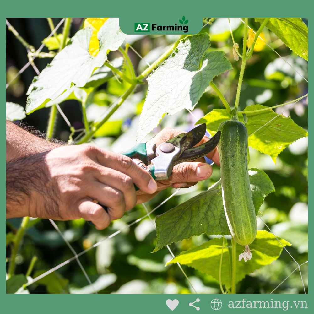 Hạt Giống Dưa Leo (Dưa Chuột) - Gói 100 Hạt - AZ Farming