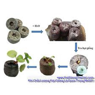 1 viên nén xơ dừa ươm cây chiết cành chiết ngó