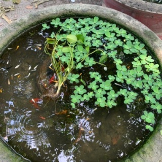 Rong , Bèo giá rẻ to 5K 2 tấm bèo , 2 cọng rong - Trang Trí Bể Cá Cảnh