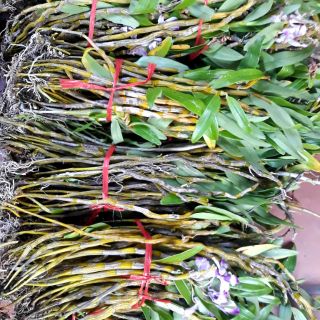 Combo đùi gà + kim điệp nhựa + đơn cam + kiều môi tua