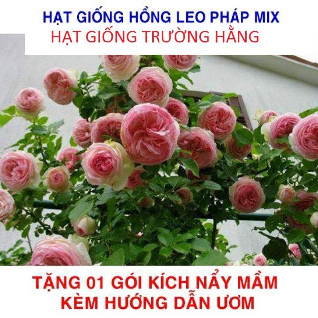 Gói 20 Hạt giống hoa Hồng leo Pháp mix (Tặng gói kích mầm, hướng dẫn ươm)