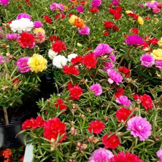 10 cành giống mười giờ Thái kép mix màu