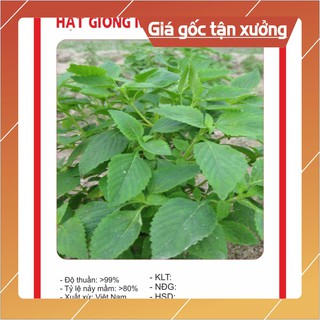 Hạt Giống Kinh Giới 2gr Hạt giống