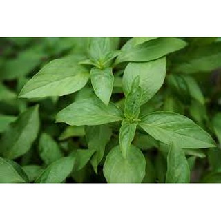 Hạt Giống Rau Húng Quế
