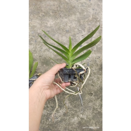 Lan Hoàng Nhạn Thái 4N Hoa Thơm