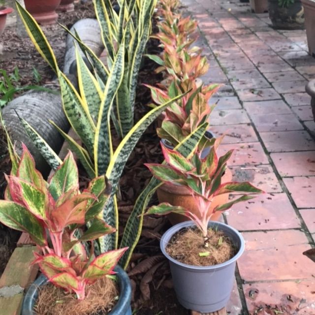 Cây phú quý 3 thân- cây phong thủy