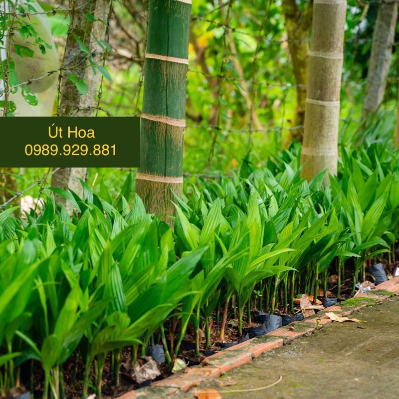 100 cây cau ăn trầu - trái xuất khẩu