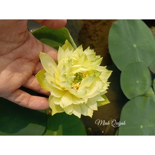 Củ sen mini Snow White (Biển tuyết)