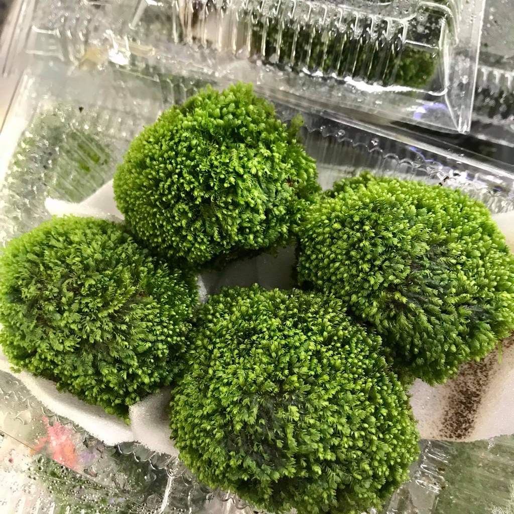Đá Bám Rêu Minifiss Trang Trí Bể