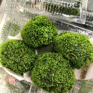Đá bám rêu minifiss trang trí bể