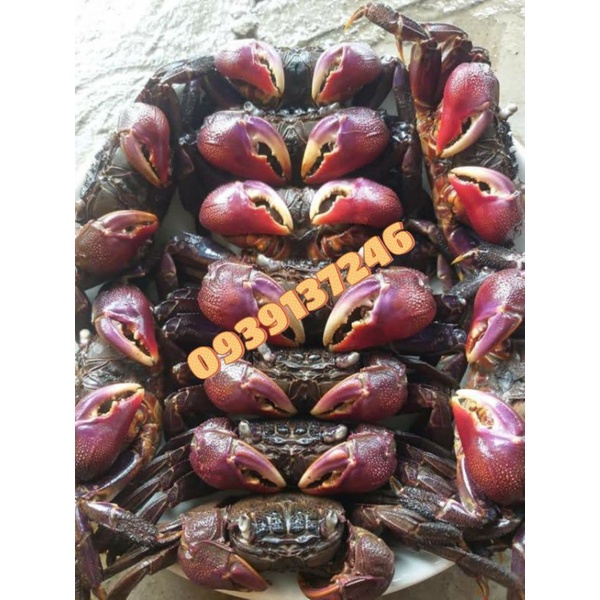 ❤️FREESHIP❤️KHÔNG CÂN NƯỚC -  1KG BA KHÍA MUỐI CON LỚN - mắm ba khía - ba khía Cà Mau