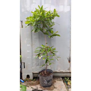 Cây thần kỳ lớn