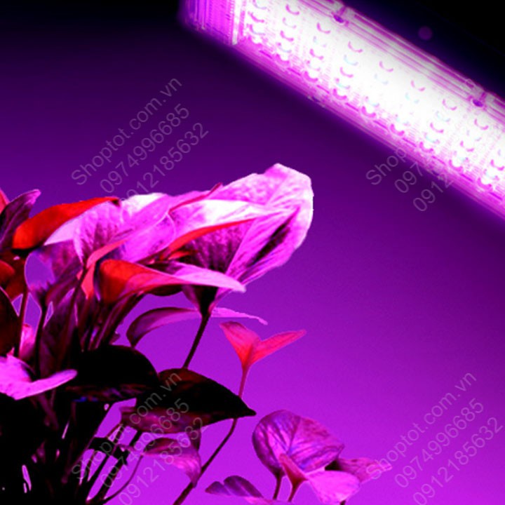 Đèn led pha chuyên cho trồng cây trong nhà 50W-220V50Hz