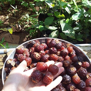 Combo quả bồ hòn