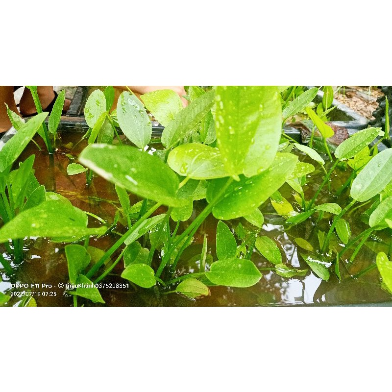 Bạch thủy Tiên,Thủy Cúc, Lan nước