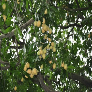 Cây giống thanh trà