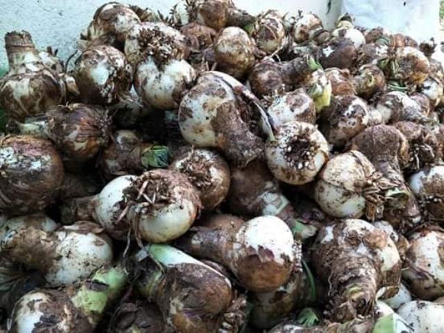 Combo 10 củ lan Huệ đỏ và cam