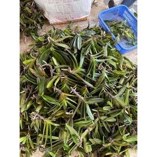 1 Lan Quế Tím to 3 cặp lá đẹp