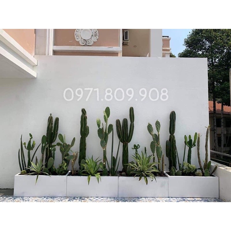 Xương Rồng Trụ đơn