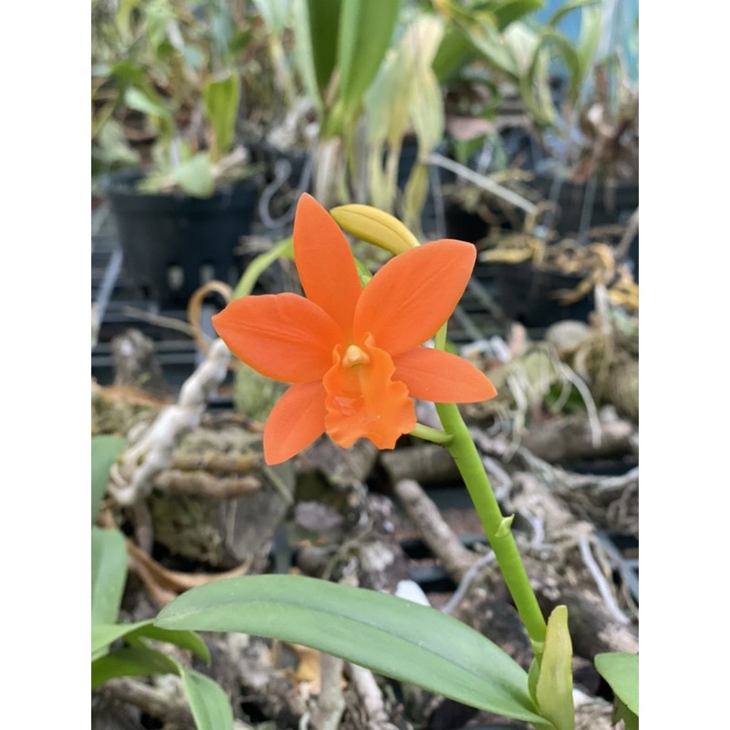 Lan Cattleya Màu cam Hoa To - Thơm Chuẩn Vườn
