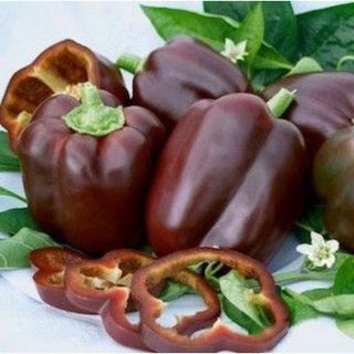 Hạt giống ớt chuông socola F1_Trồng trải nghiệm