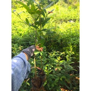 (1 cây) Cây mai con quấn rễ - cao từ 50-80cm (ship từ 2 cây)