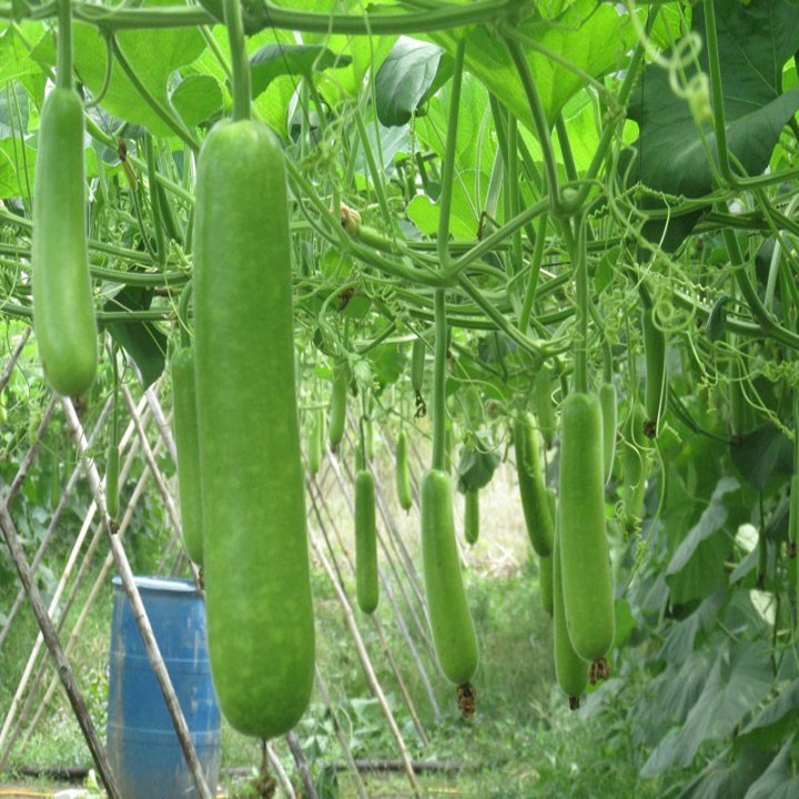 HẠT GIỐNG BẦU QUẢ DÀI 2M Gói 5 Hạt Giống Bầu Sao Lai Trái Dài 2m F1