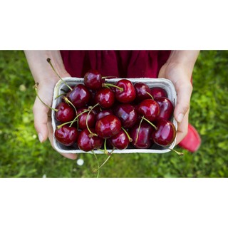 Hạt Giống Cherry F1