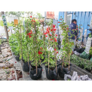 Cây Bông Giấy Hoa Đỏ