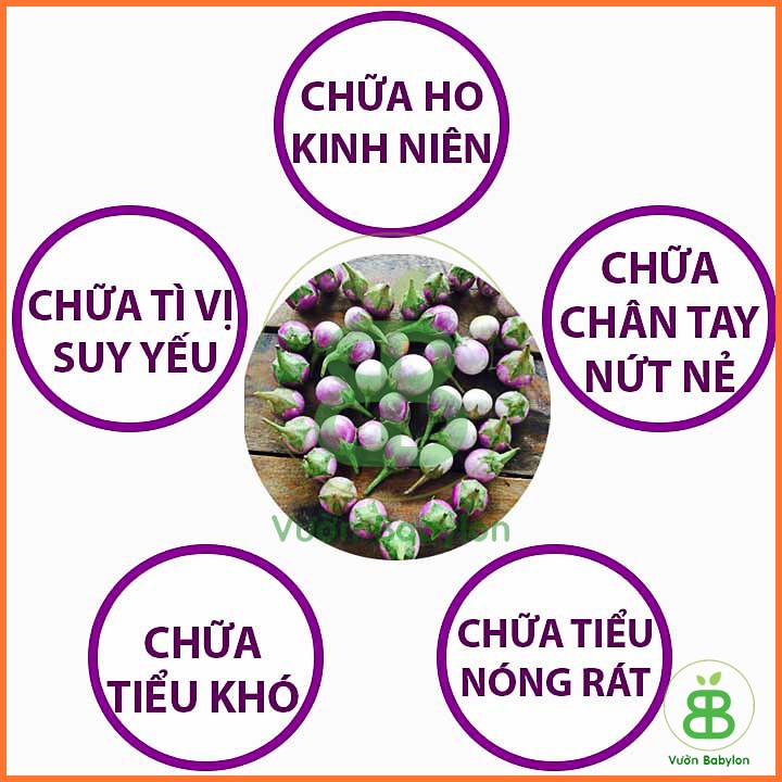 Hạt Giống Cà Pháo Tím Sai Trái, Siêu Giòn 0,5Gr